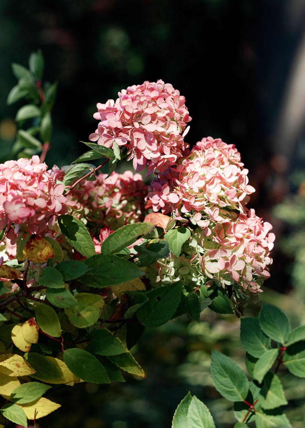 Pink hydrangea blooms with dark green leaves create a beautiful garden display in natural sunlight.