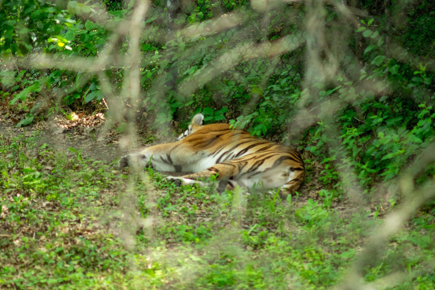 Tiger resting in dense forest undergrowth partially hidden by branches.