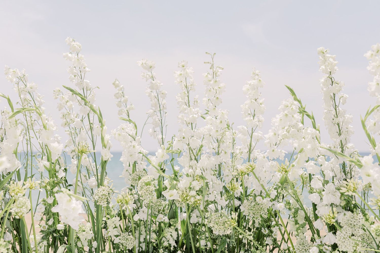Delicate white wildflowers growing against a soft blurred background in a meadow during springtime.