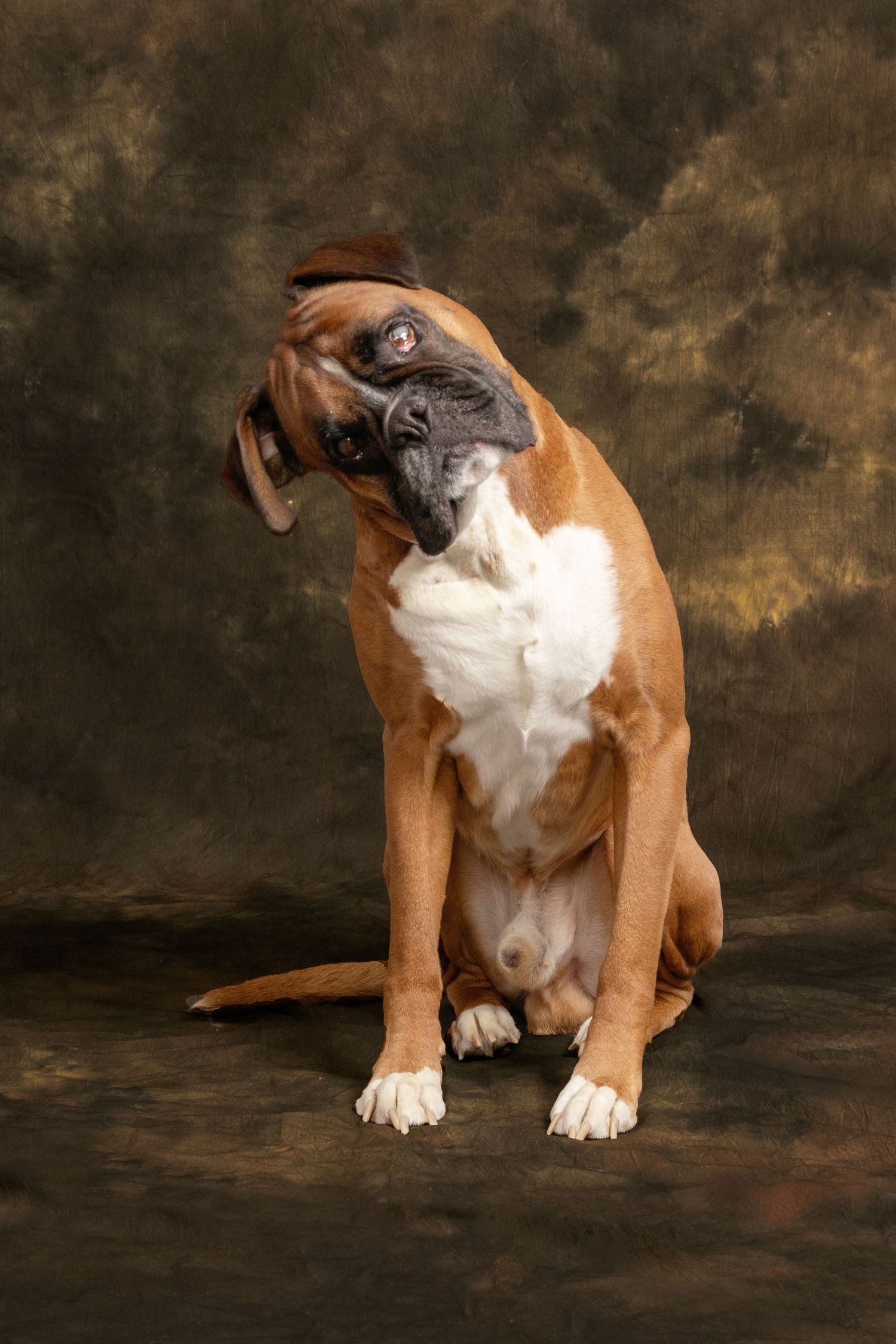 Boxer dog with brown and white coat tilting head curiously against dark background.