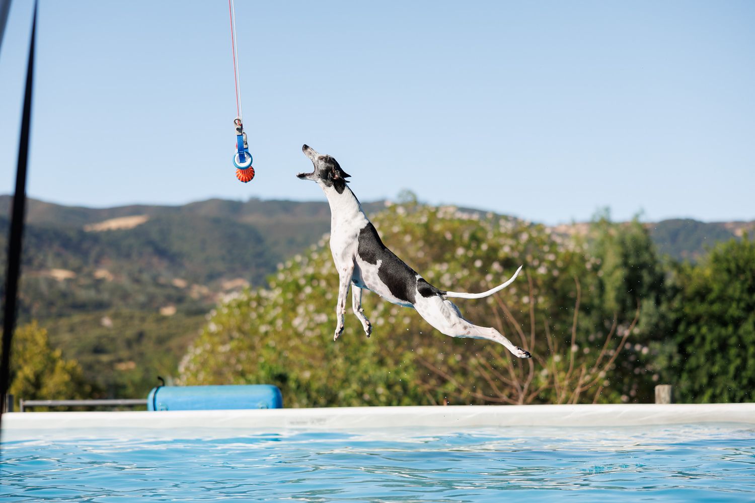 A Belgian Malinois mix jumps off the dock through the air with mouth open to grab a bumper for Air Retrieve