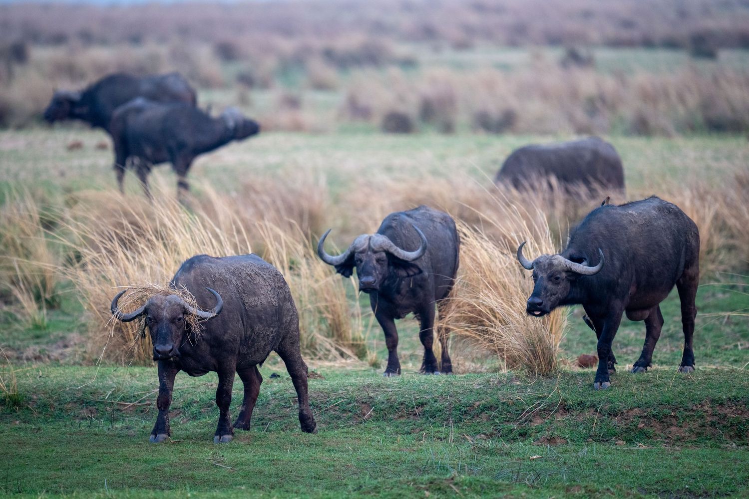 Herd of Cape buffalo grazing in grassland during early morning.