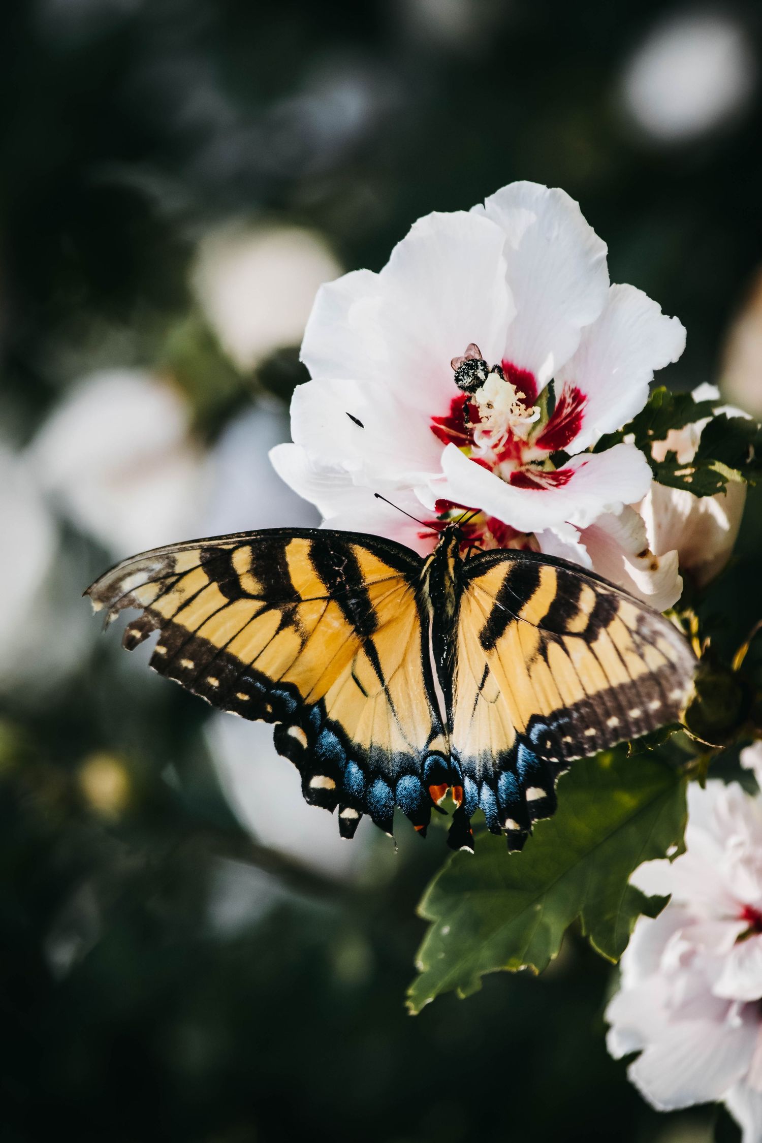 Moneta, Virginia Photographer