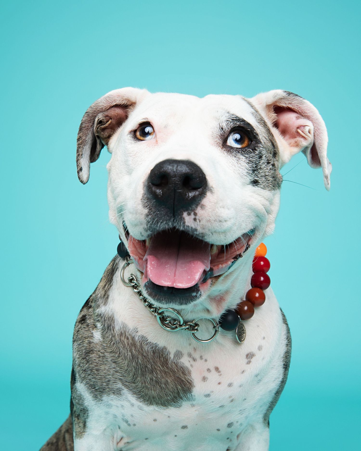 White and grey pit bull mix dog smiling widely against turquoise background.