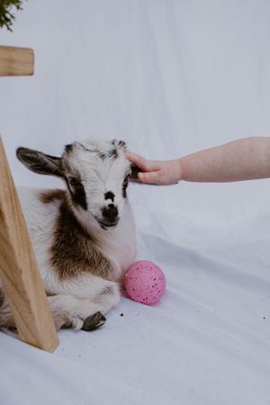 A baby goat with white and brown markings plays with a pink ball on a white backdrop.