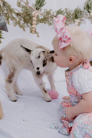 A small baby goat interacts sweetly with a child against a white studio background.