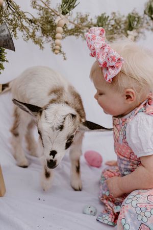 A curious baby goat explores while being watched by a child in a floral outfit.