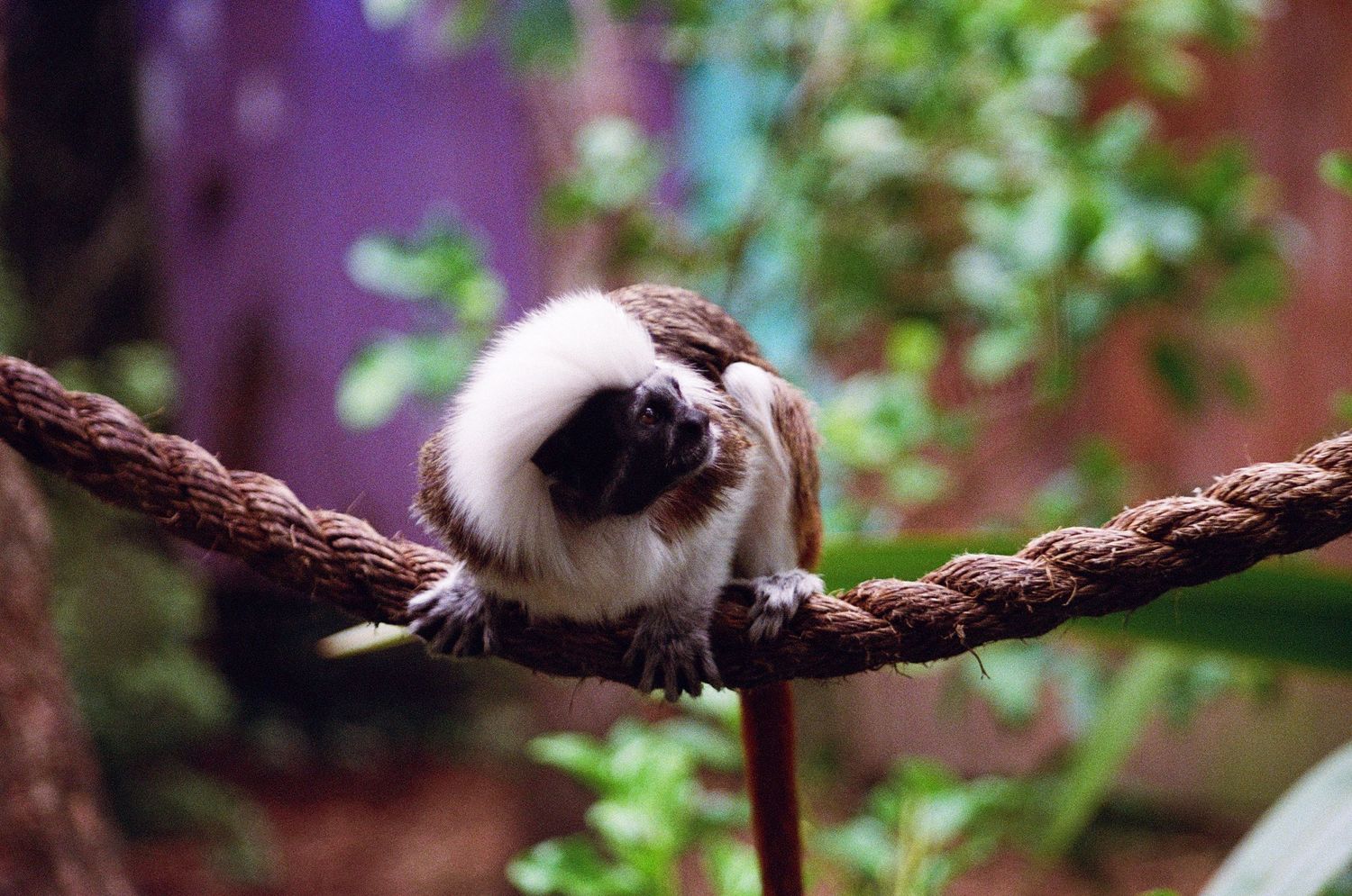 Cotton-top tamarin monkey perched on thick rope branch against blurred purple background.