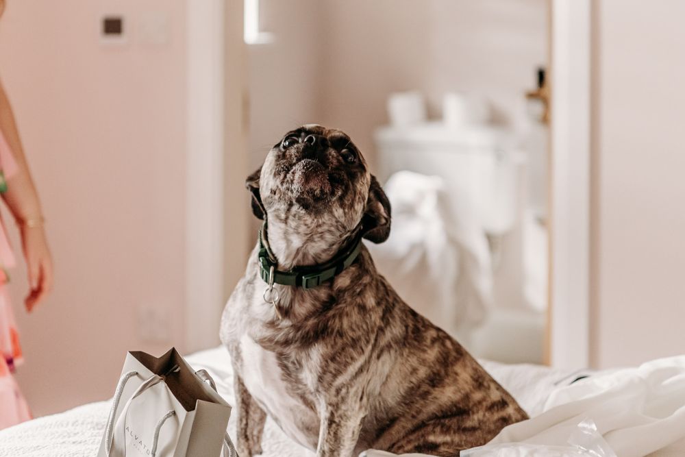 A brindle French Bulldog wearing glasses sits attentively at a desk in front of a laptop computer.