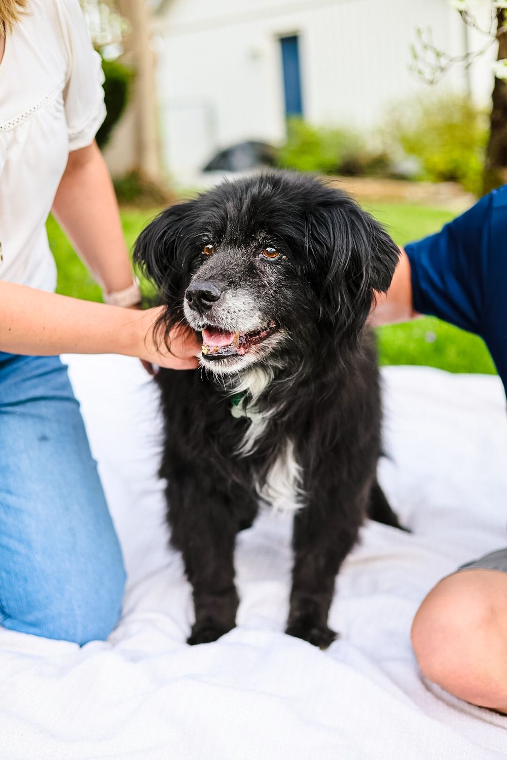 A lifestyle image of a dog standing between his owners while they pet him.
