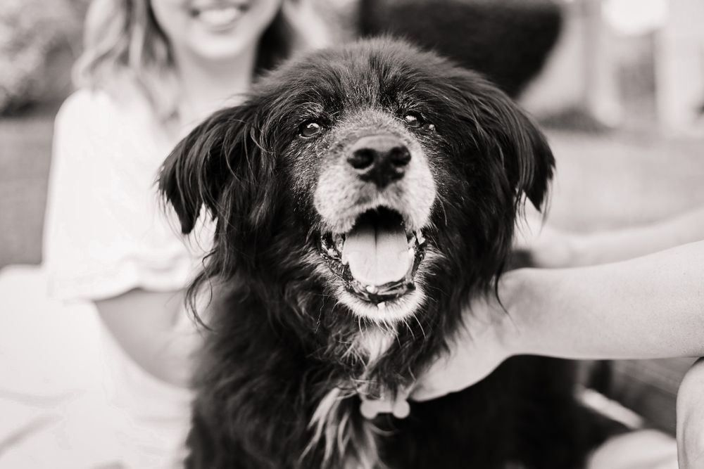 A black and white close-up image of a dog's face between his owners.