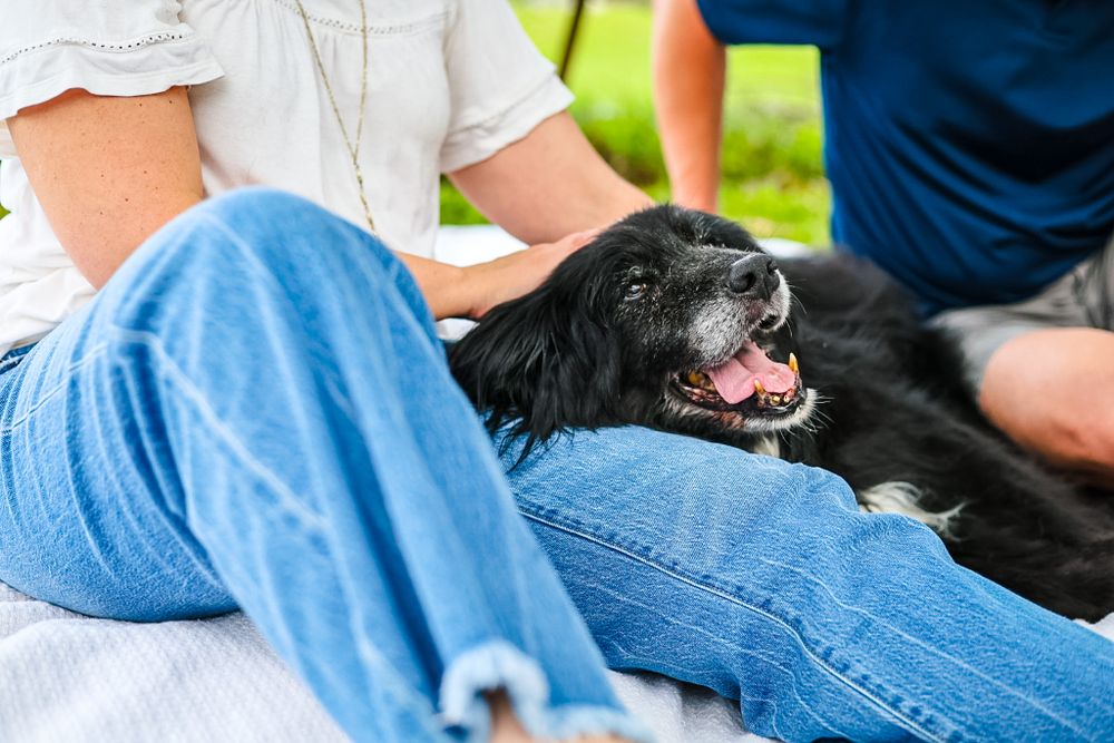 A candid lifestyle image of a couple loving on their old dog who's laying between them on a blanket.