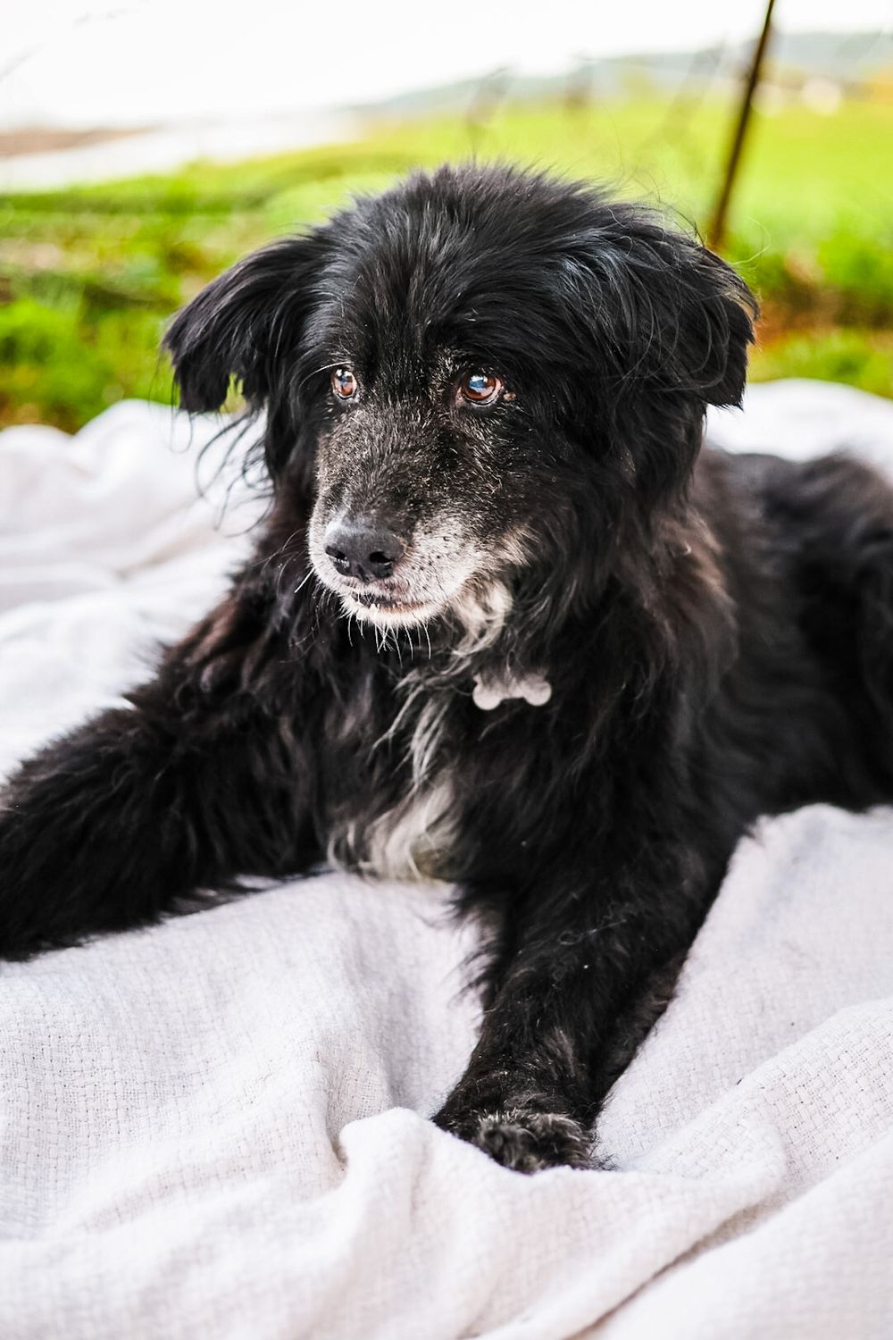 A photo of an old black dog laying on a blanket.