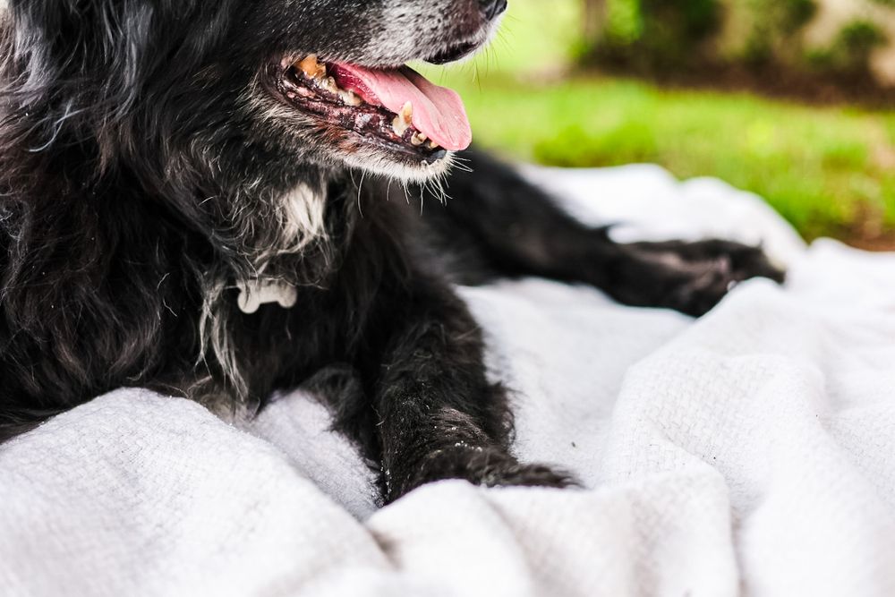 A lifestyle partial side picture of a dogs mouth and feet as he smiles laying on a white blanket.
