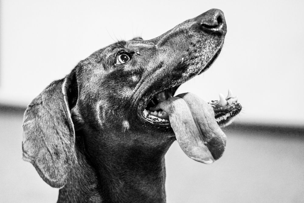 A black and white side photo of a dog with his tongue sticking out.