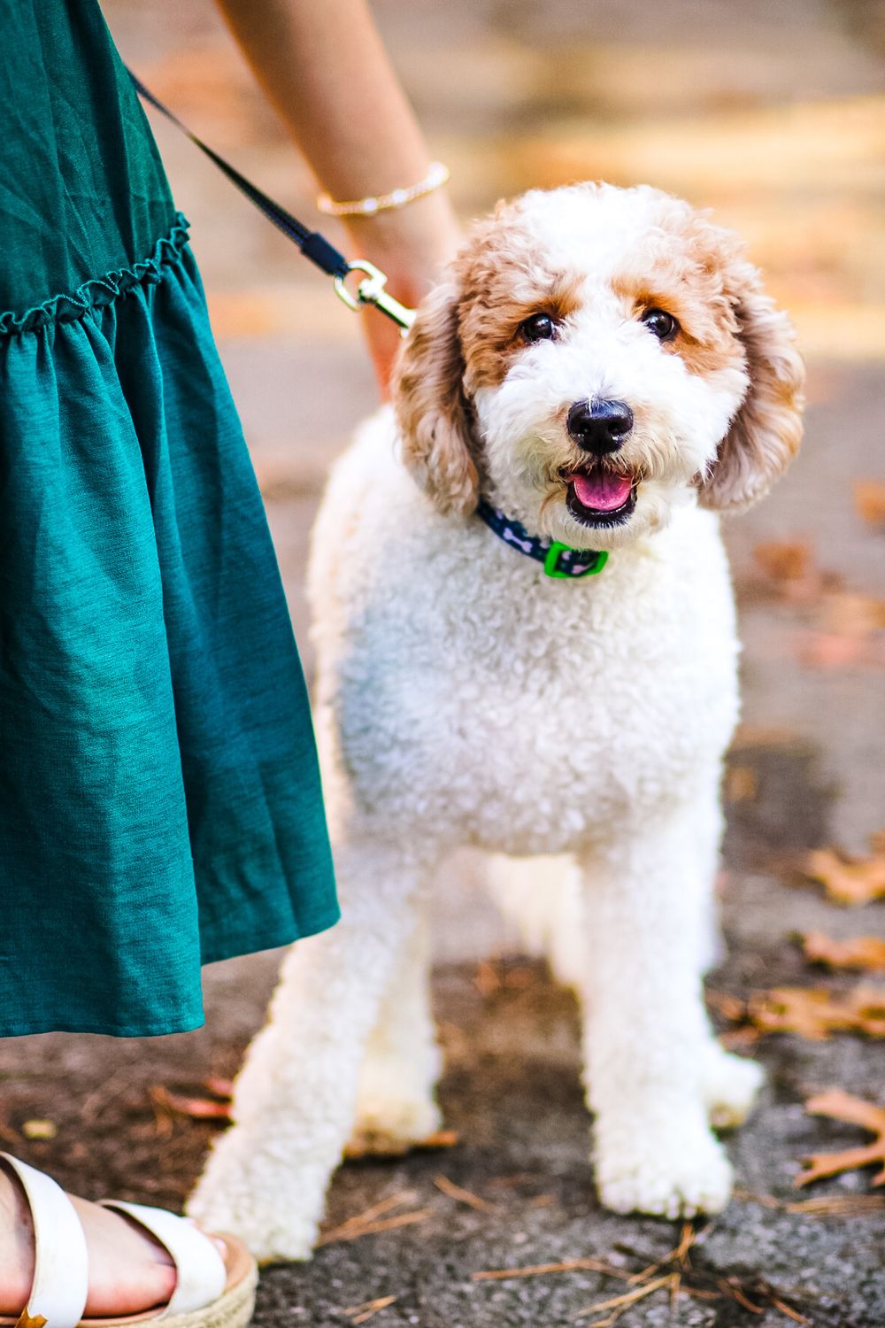 Lifestyle photo of a dog looking at the camera while being pet by owner. Fall leaves around.