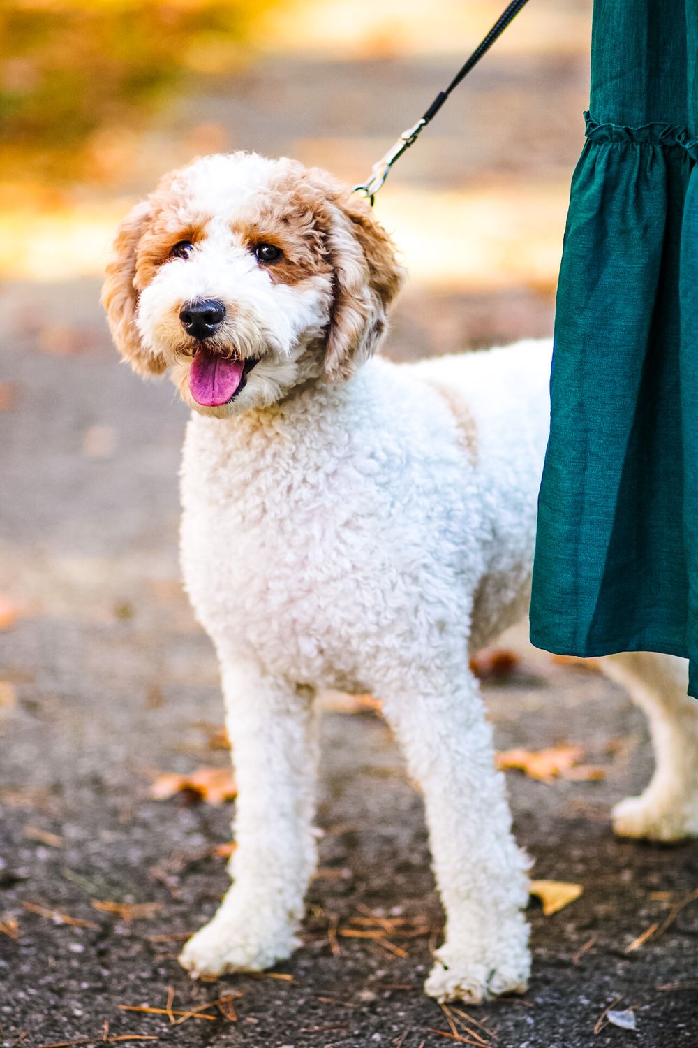 Candid dog image of a poodle standing on a paved walking path next to his owner looking off.