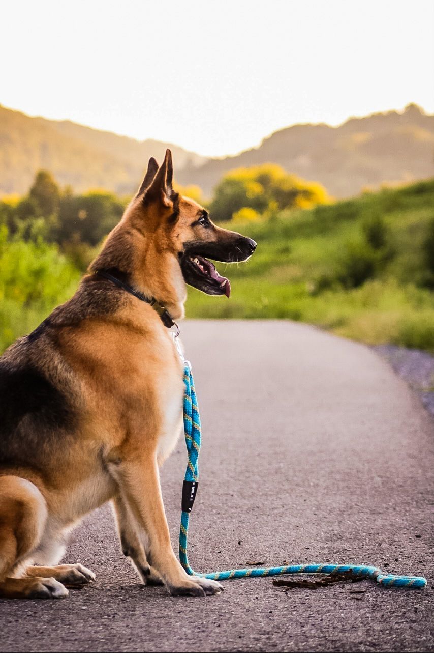 A candid image of a dog sitting while posing on a paved path with mountains in the background.