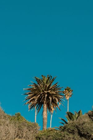 Tall palm trees stand against a bright turquoise sky in a tropical setting.