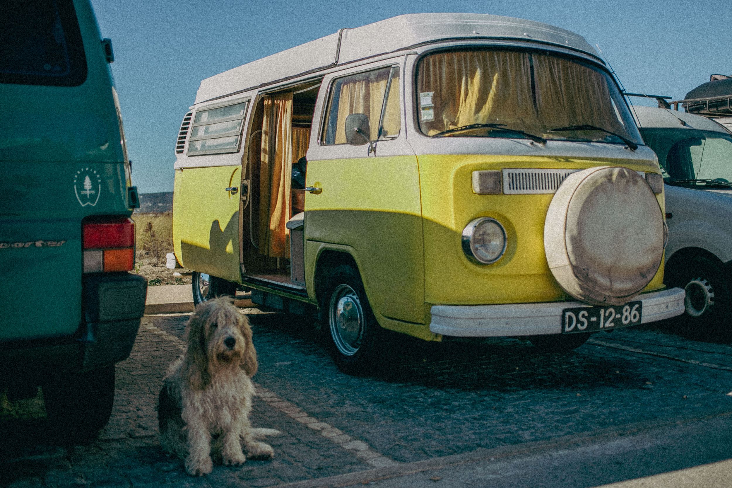 Vintage yellow and white VW bus parked with a fluffy white dog sitting in front.