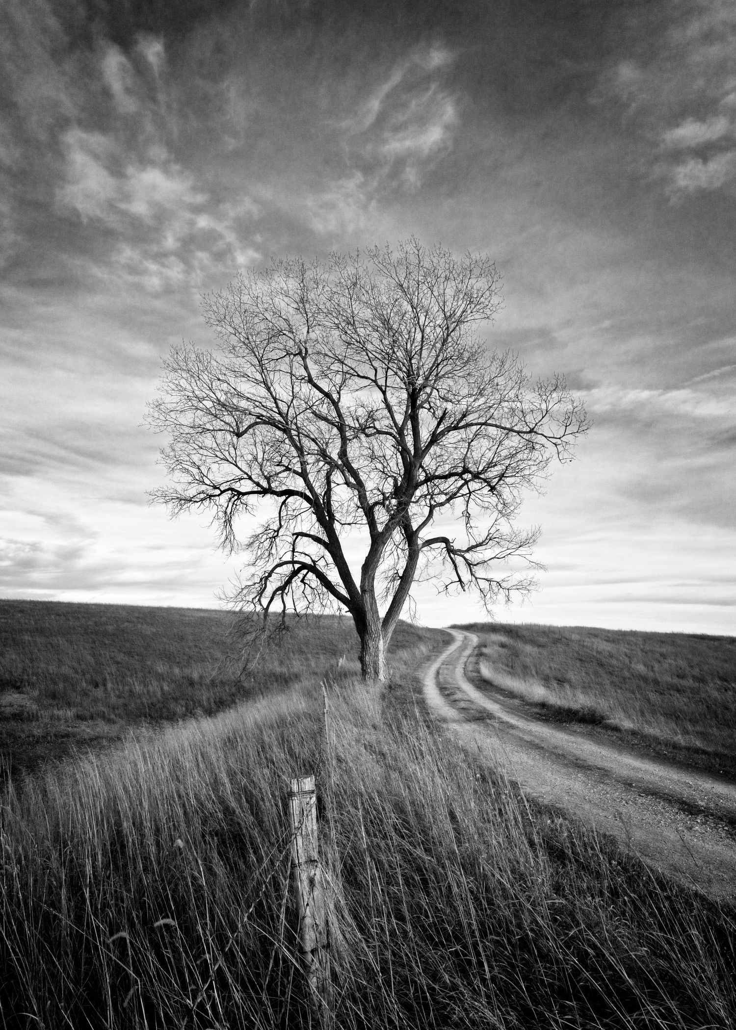 A lone bare tree stands beside a winding dirt road through rolling hills under dramatic black and white clouds.