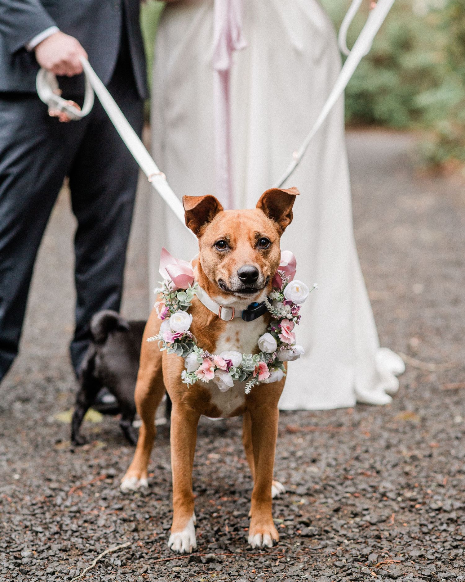 dog with bridal flowers around neck. Photo by Harstine Island Elopement Photographer