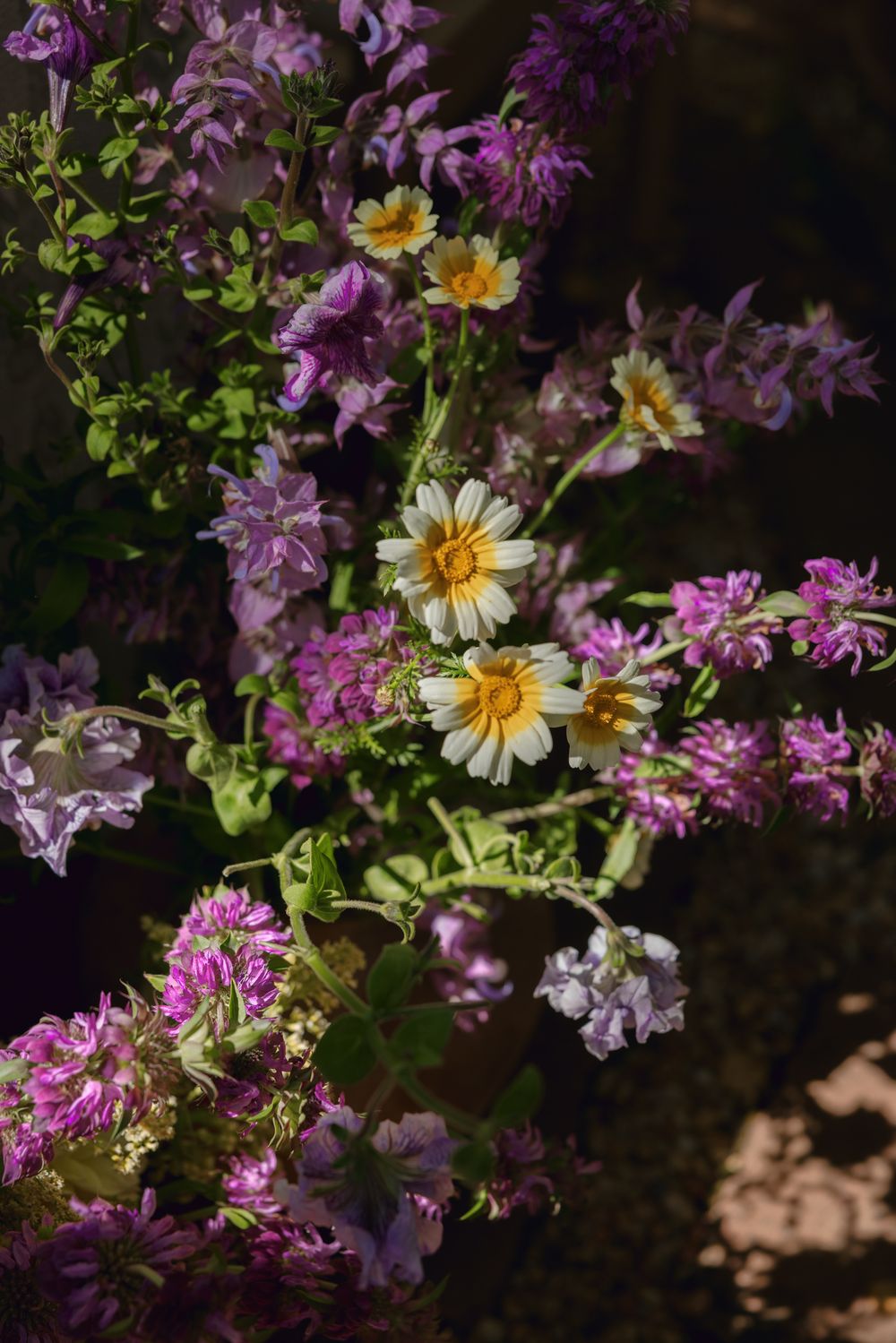 White daisies and purple flowers bloom together in a natural garden setting against a dark background.