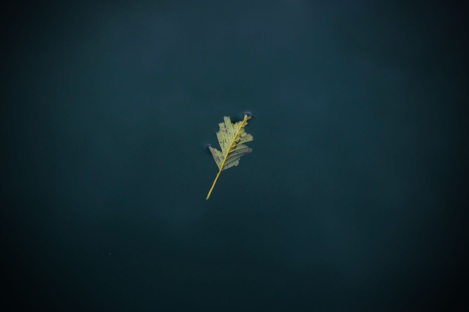 A single yellow oak leaf floating against a dark teal background creates a minimalist nature composition.