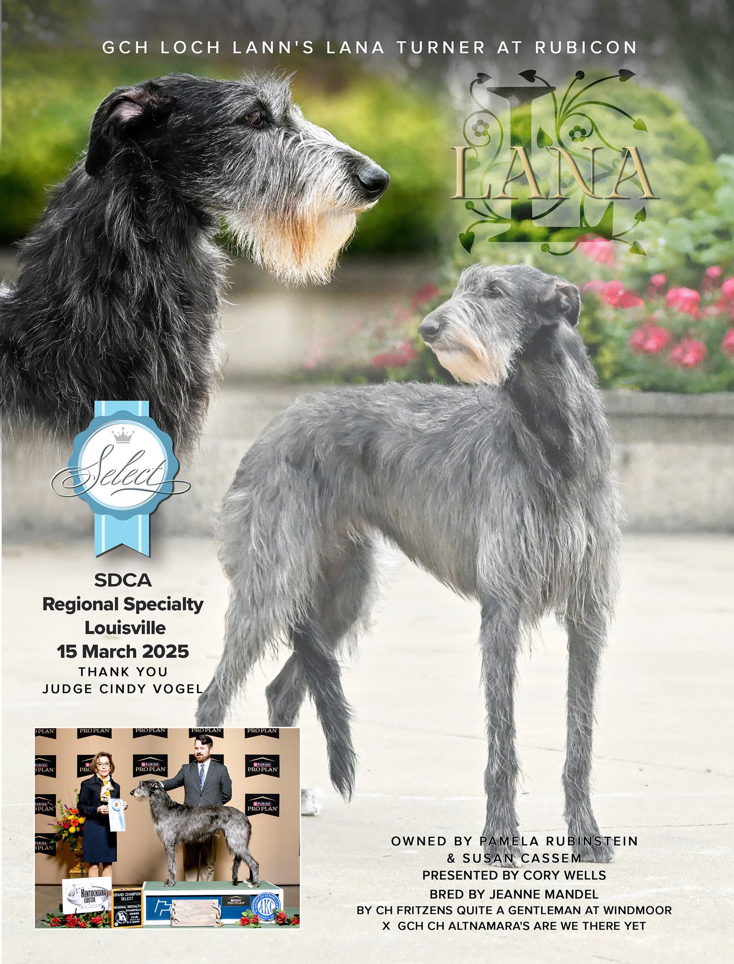 advertisement with scottish deehound