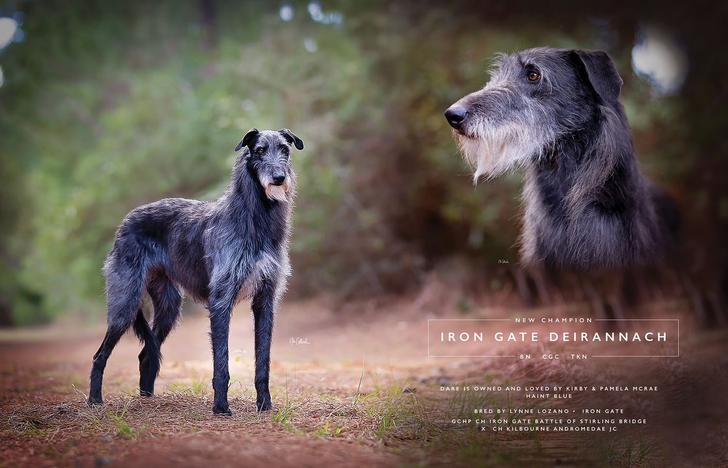 advertisement with scottish deehound