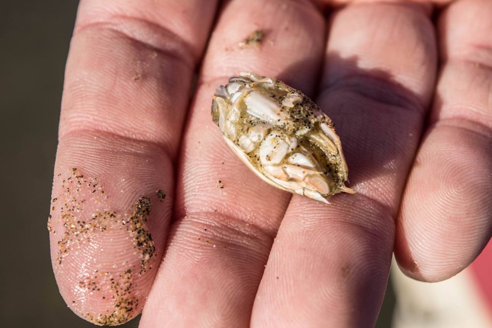 A tiny crab rests in someone's dirt-covered palm, showing intricate natural details.