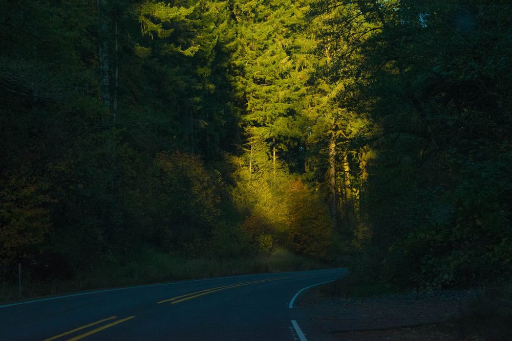 Sunlit forest road curves through dark woods with golden light filtering through the trees.