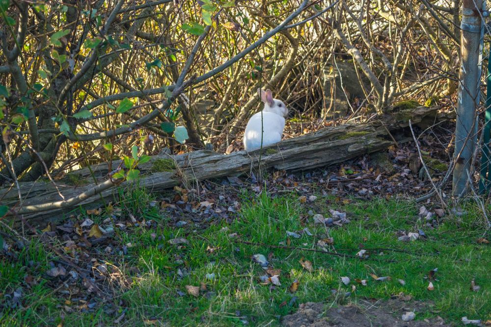 White bird perches on fallen log among autumn foliage and greenery.