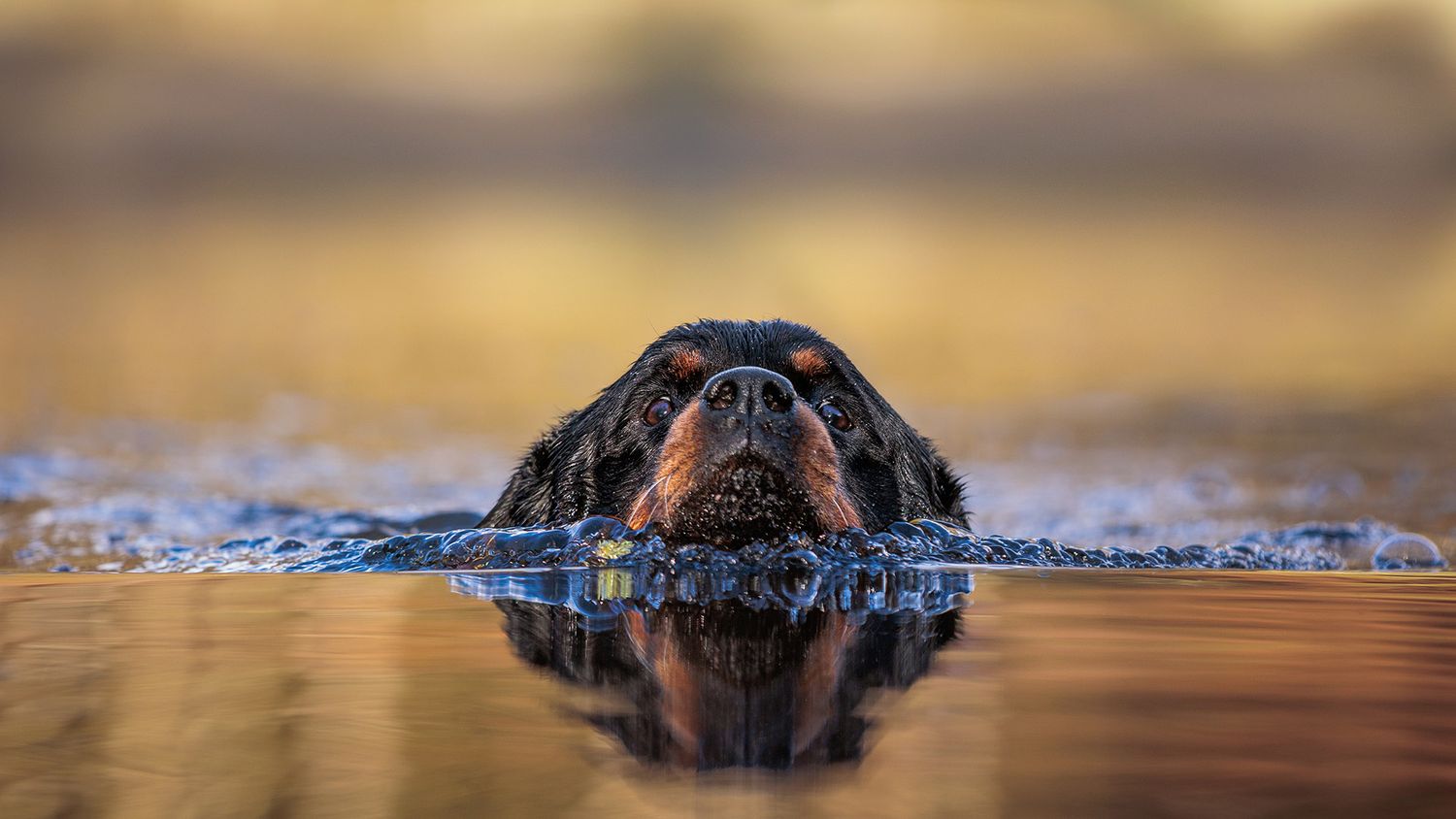 Close-up of a wet dog's face emerging from water during golden hour.