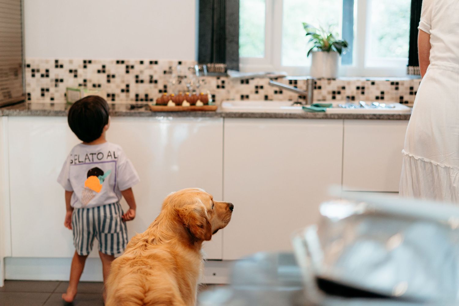 A golden retriever dog watches someone in a striped shorts in a modern white kitchen with tile backsplash.