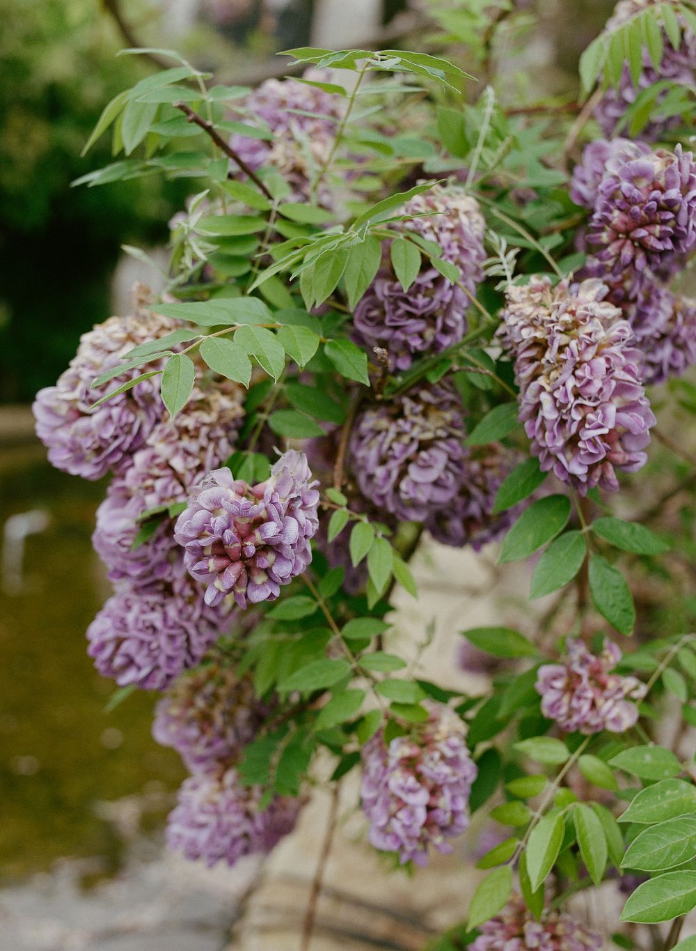 Purple wisteria flowers with green leaves cascading over a stone wall near a tranquil pond in a garden setting.