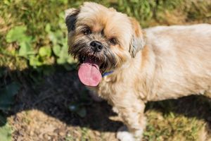 Golden Shih Tzu standing on Devils Dyke Brighton from Beautiful Pet Portraits
