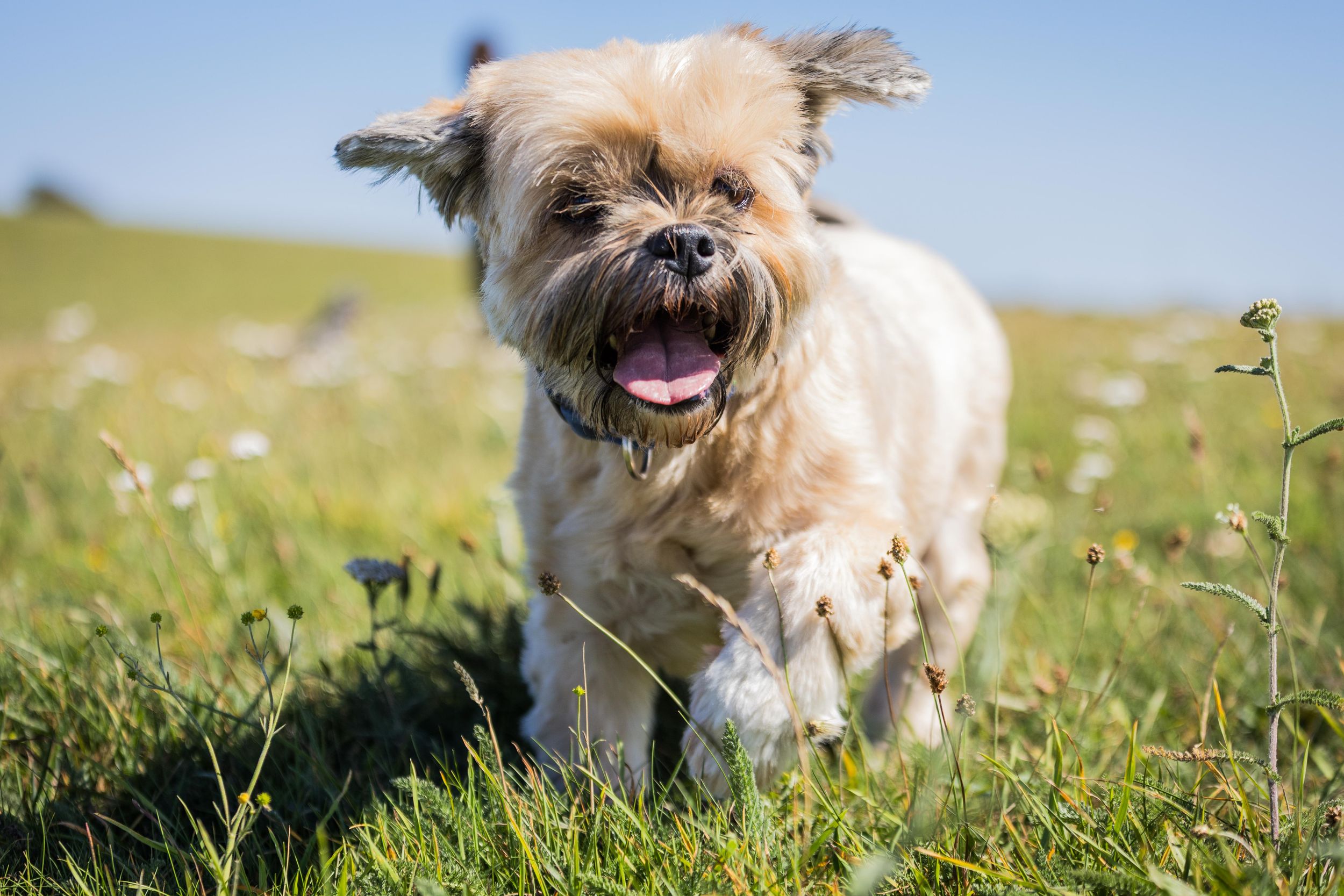 Golden Shih Tzu running on Devils Dyke Brighton from Beautiful Pet Portraits