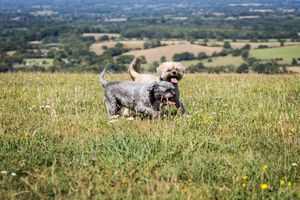 Two Shih Tzu Yorkie cross dogs running across Devils Dyke Brighton from Beautiful Pet Portraits