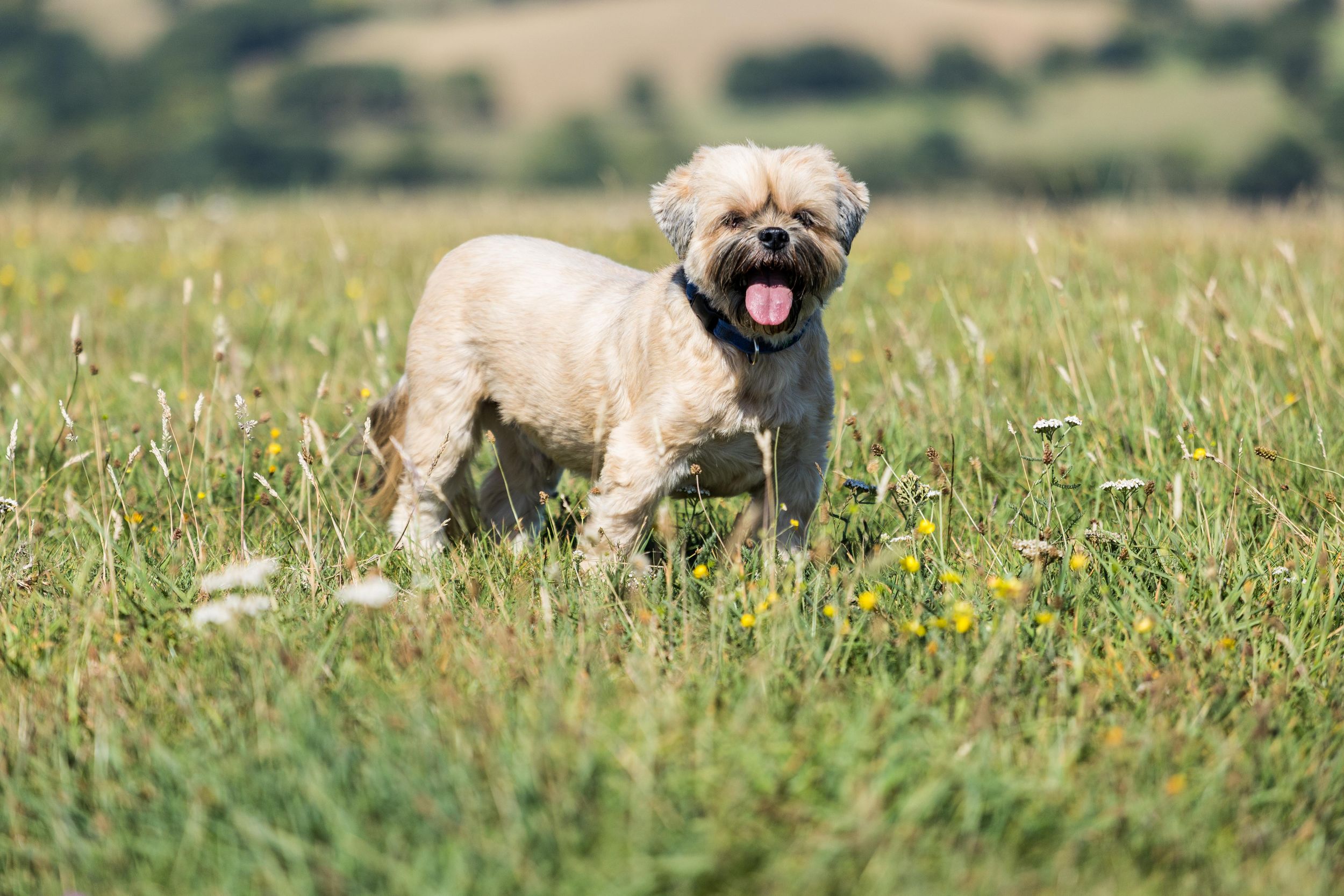Golden Shih Tzu standing on Devils Dyke Brighton from Beautiful Pet Portraits