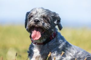 Grey Shih Tzu standing on Devils Dyke Brighton from Beautiful Pet Portraits
