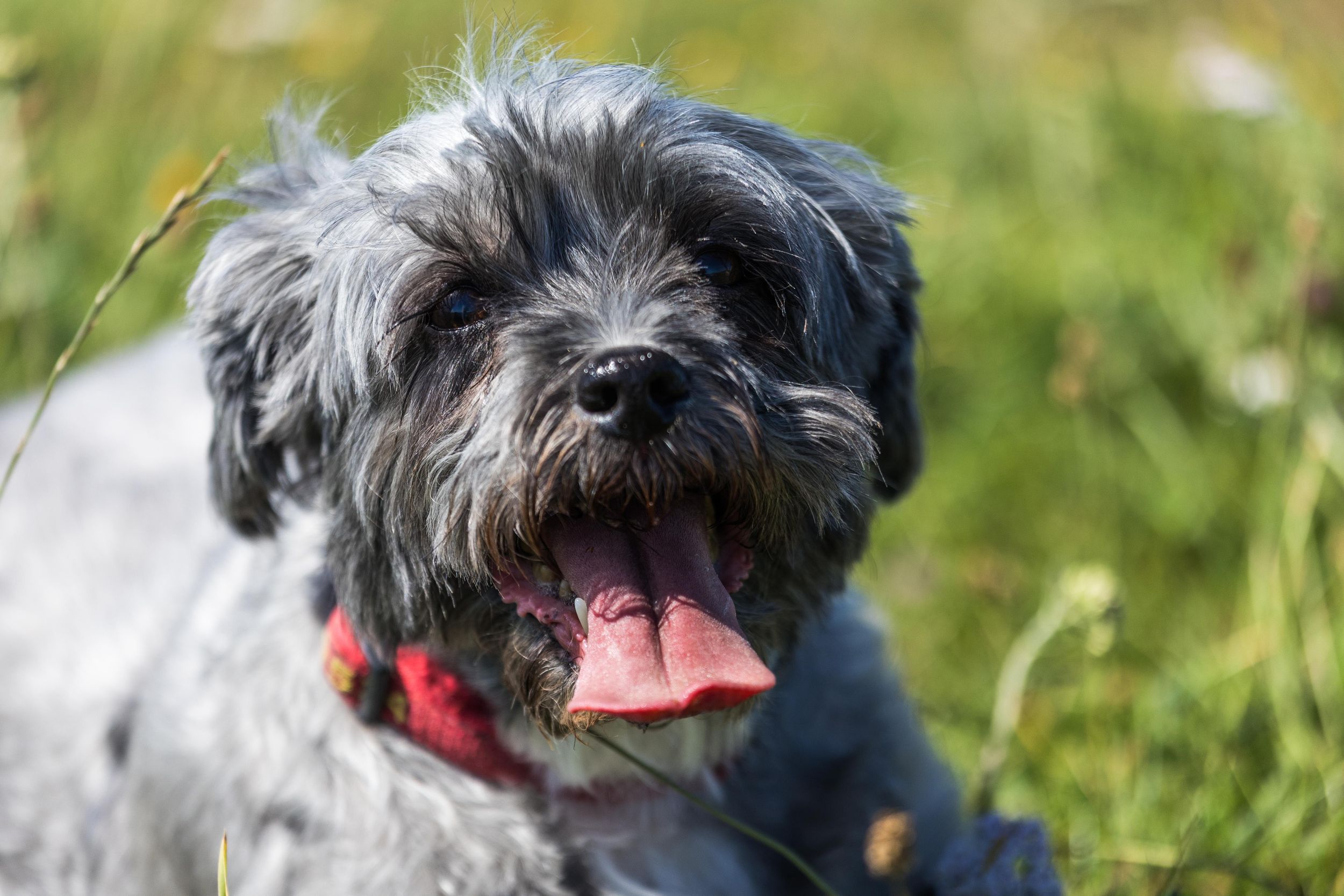 Grey Shih Tzu dog standing on Devils Dyke Brighton from Beautiful Pet Portraits