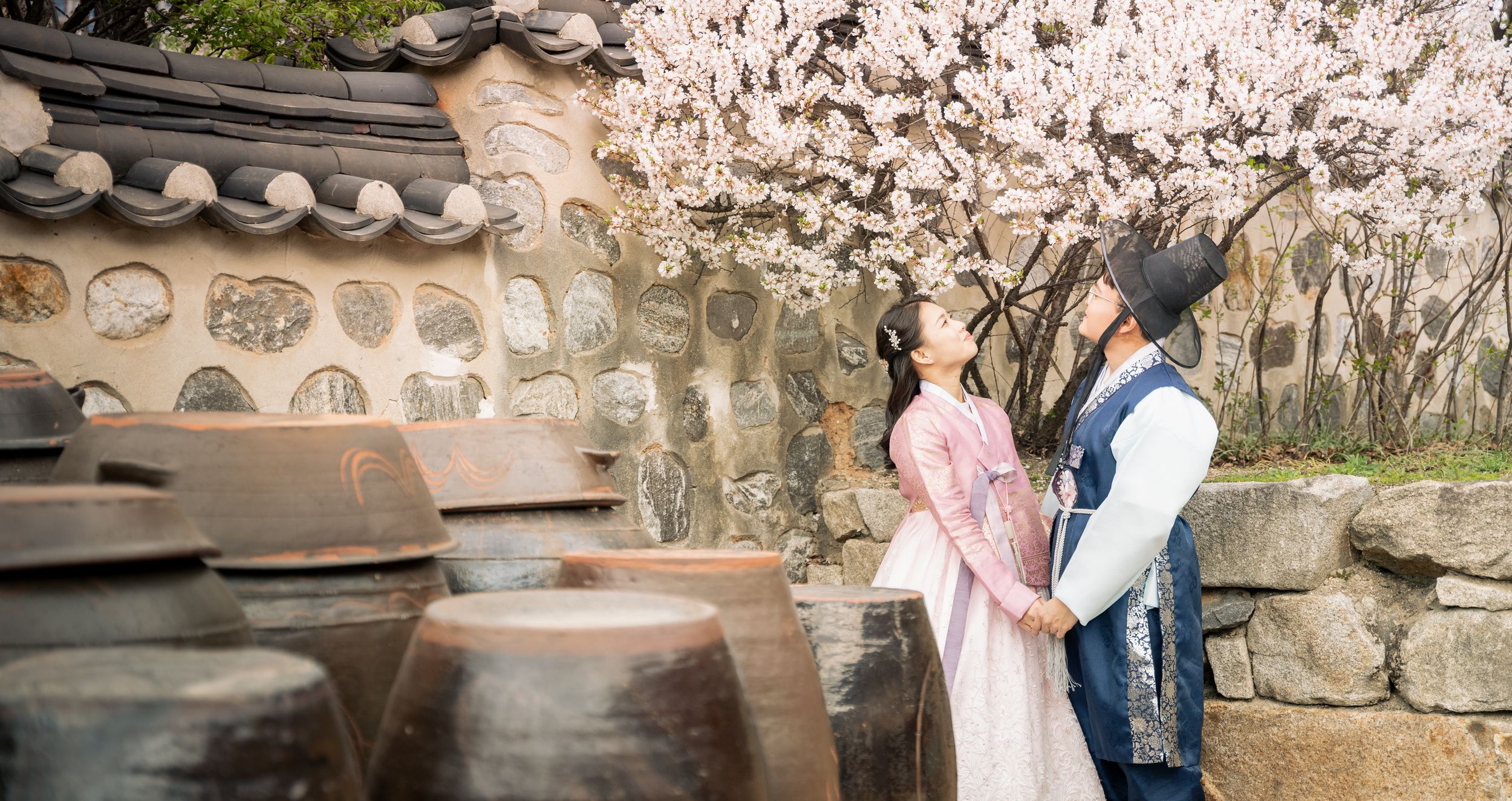 Cherry blossoms blooming along traditional stone walls in a Korean courtyard.