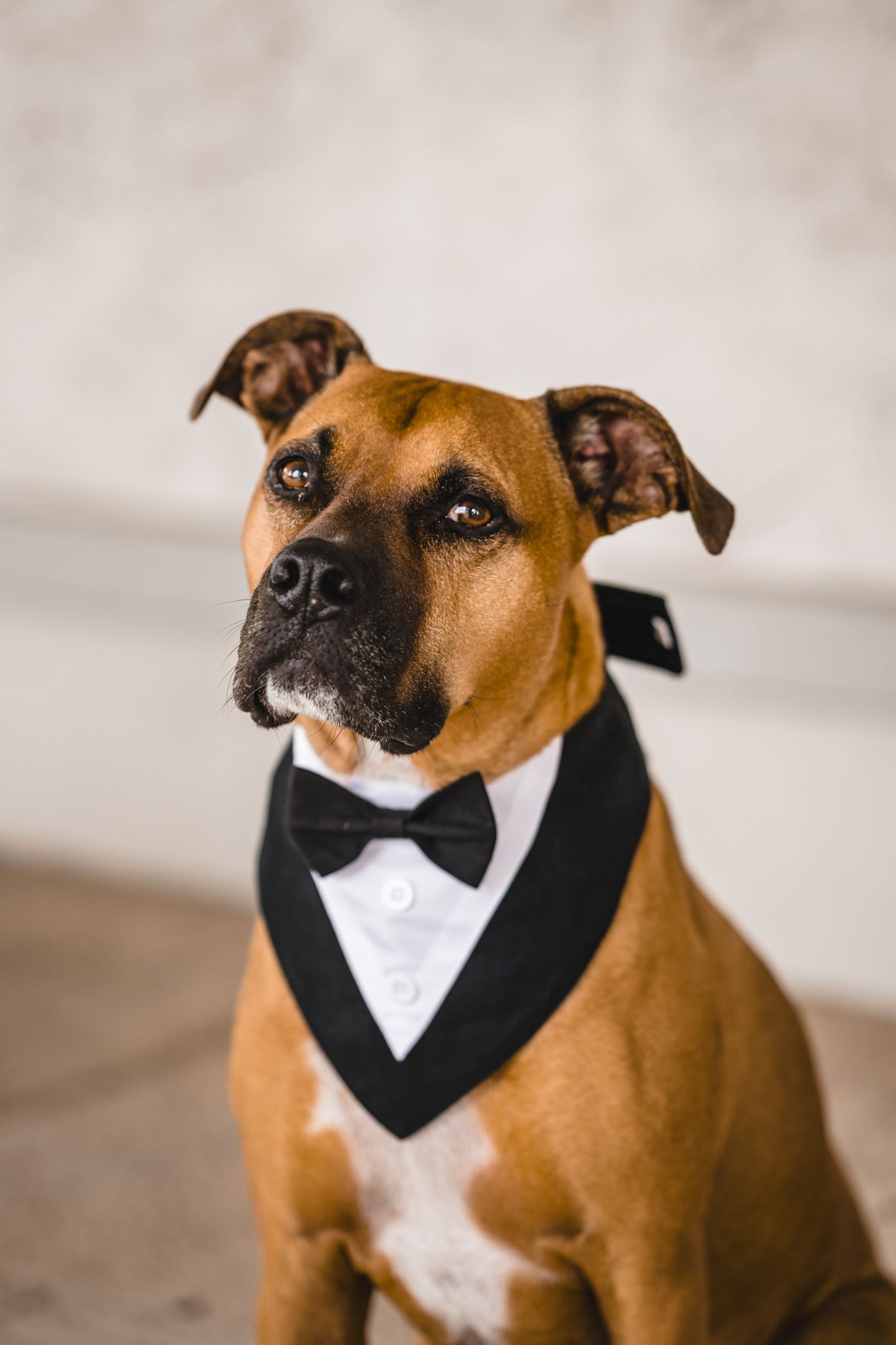 Brown dog wearing formal black and white bow tie collar looks regal in portrait series.