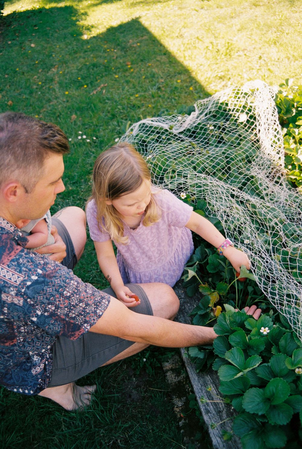 People examining and harvesting vegetables from a garden plot with chicken wire fencing.