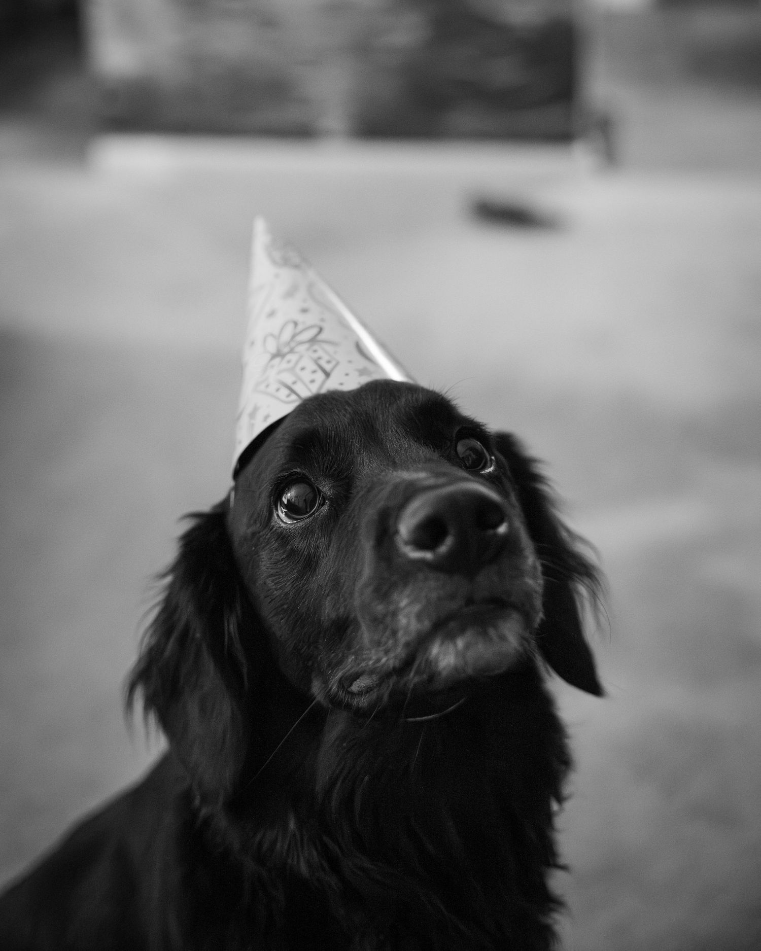 dog with party hat