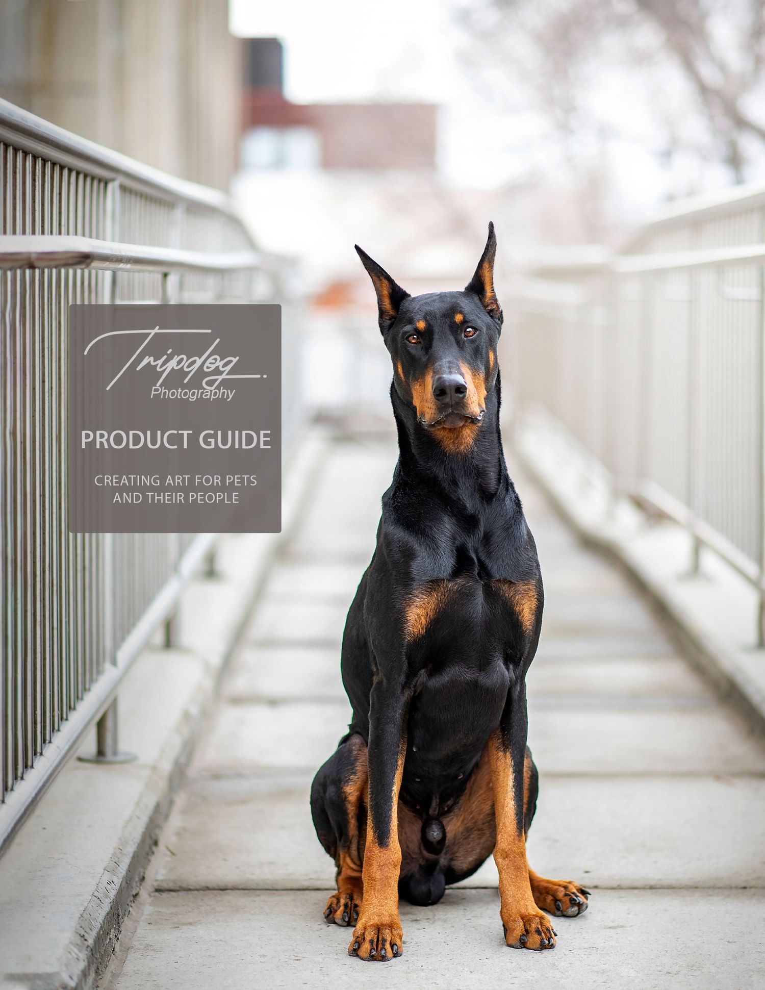Photographer Red Deer, Alberta. Pet Photographer. Dog Photographer. Doberman urban portrait session.