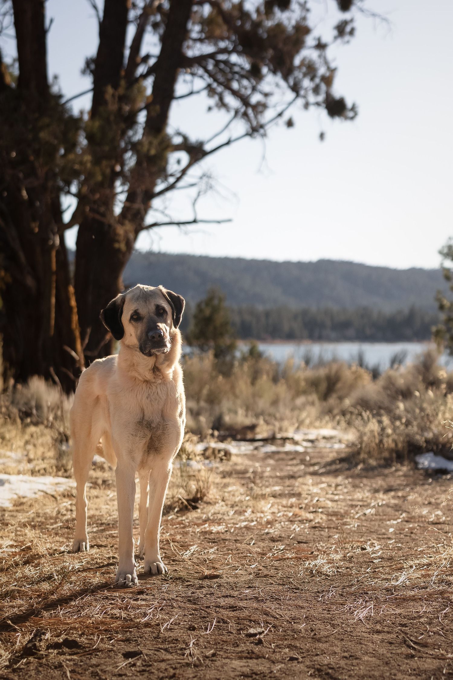 Large white and gray mixed-breed dog stands alert on dirt trail with mountains and lake in scenic background.