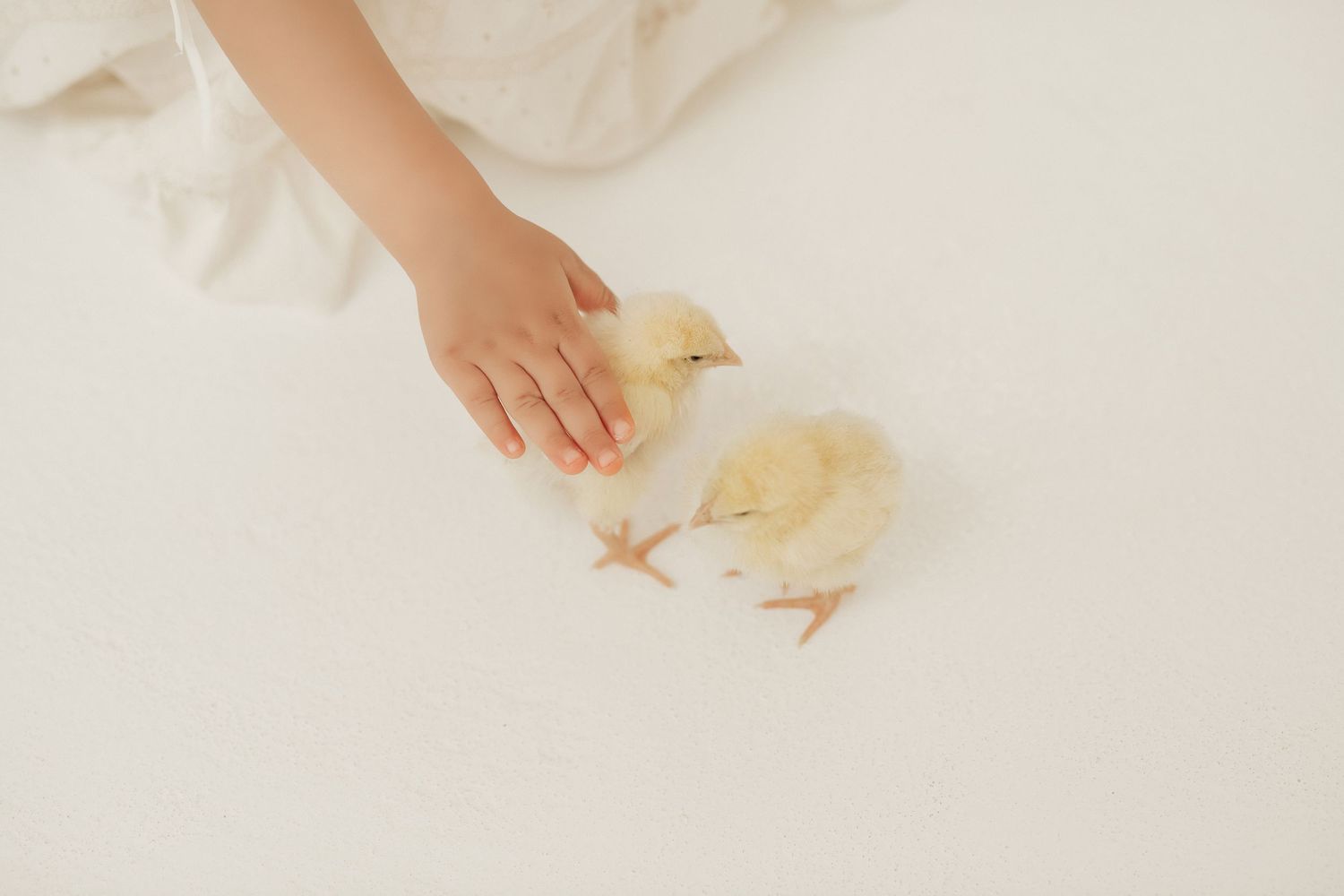 A small hand gently touches two fluffy yellow baby chicks resting on white fabric.