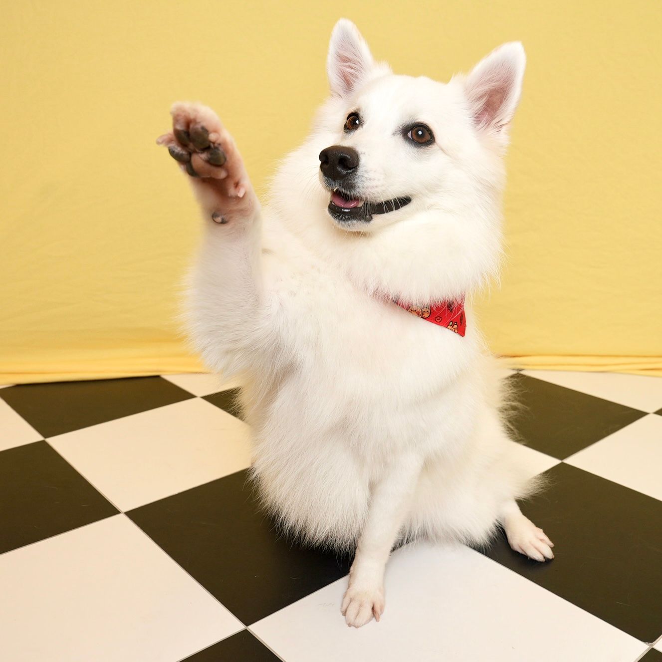 Playful white American Eskimo dog with red collar raises paw while sitting on black and white checkered floor.